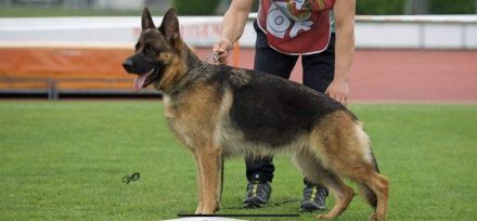 Deutscher Schäferhund Welpen