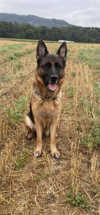 Deutscher Schäferhund Welpen