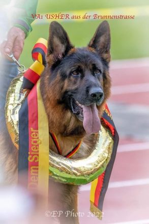 Deutscher Schäferhund Welpen