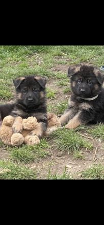 Deutscher Schäferhund Welpen