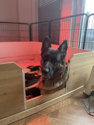 Deutscher Schäferhund Welpen