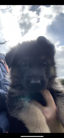 Deutscher Schäferhund Welpen