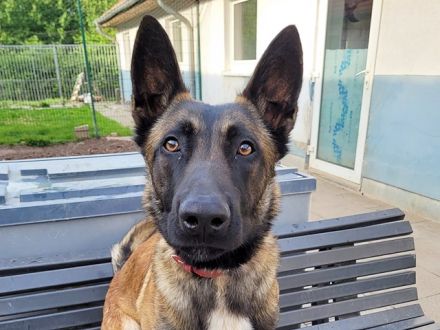 Tony, Malinois, geb. 2021, sucht geduldige und hundeerfahrene Besitzer