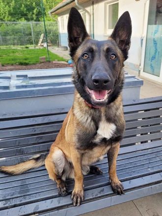 Tony, Malinois, geb. 2021, sucht geduldige und hundeerfahrene Besitzer