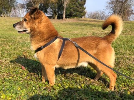 Unser kleiner Tommy wartet und wartet.💔💔💔 Gibt es wirklich kein Zuhause für ihn???