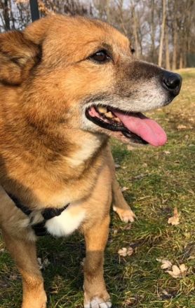 Unser kleiner Tommy wartet und wartet.💔💔💔 Gibt es wirklich kein Zuhause für ihn???