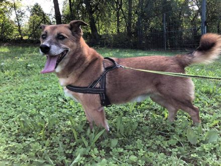 Unser kleiner Tommy wartet und wartet.💔💔💔 Gibt es wirklich kein Zuhause für ihn???