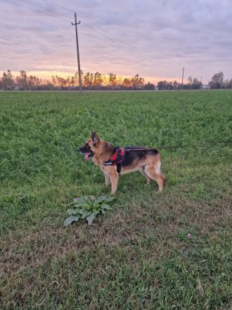 Orzo, er hat alles verloren…