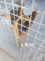 Orzo, er hat alles verloren…