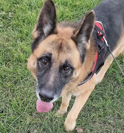 Orzo, er hat alles verloren…