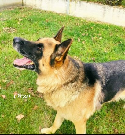 Orzo, er hat alles verloren…