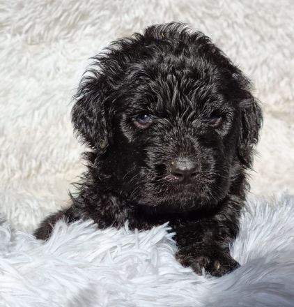 Wunderschöne Goldendoodle Welpen , F1 Standard, in tollen Sonderfarben