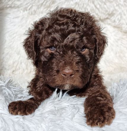Wunderschöne Goldendoodle Welpen , F1 Standard, in tollen Sonderfarben