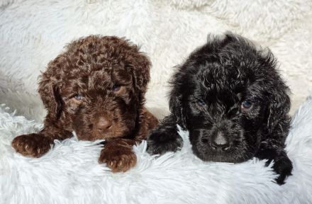 Wunderschöne Goldendoodle Welpen , F1 Standard, in tollen Sonderfarben