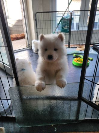 Reinrassige Samojeden Welpen von "JAMOBENTO" mit AHNENPASS mit