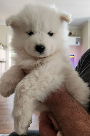 Reinrassige Samojeden Welpen von "JAMOBENTO" mit AHNENPASS mit