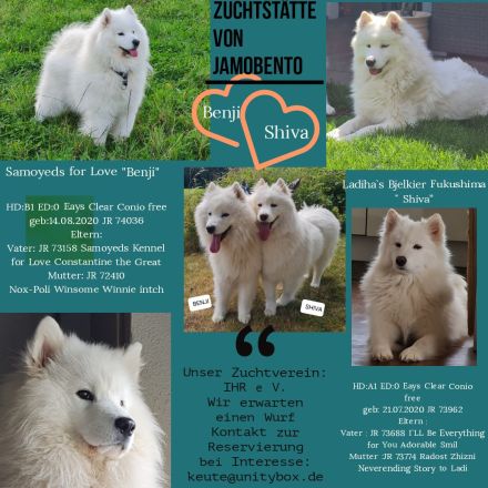 Reinrassige Samojeden Welpen von "JAMOBENTO" mit AHNENPASS mit