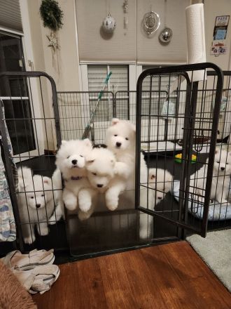 Reinrassige Samojeden Welpen von "JAMOBENTO" mit AHNENPASS mit