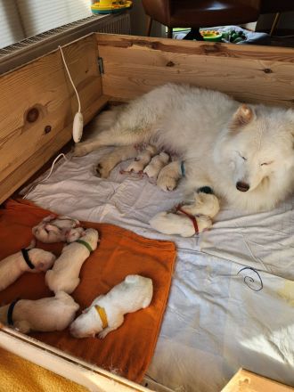 Reinrassige Samojeden Welpen von "JAMOBENTO" mit AHNENPASS mit