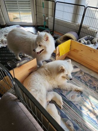 Reinrassige Samojeden Welpen von "JAMOBENTO" mit AHNENPASS mit