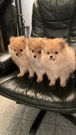 Pomeranian Zwergspitz Welpen