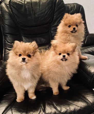 Pomeranian Zwergspitz Welpen