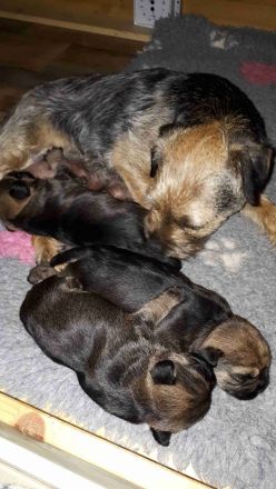 Wir haben Border Terrier Welpen