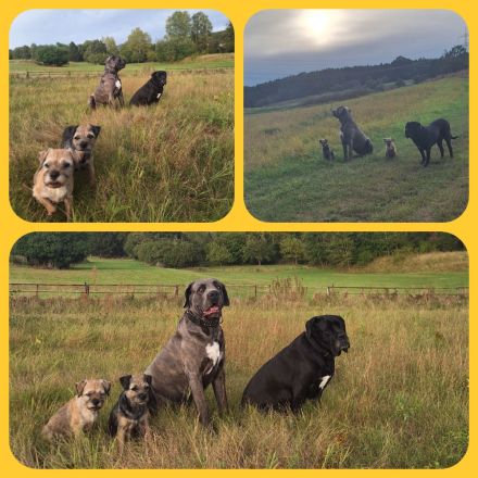 Wir haben Border Terrier Welpen