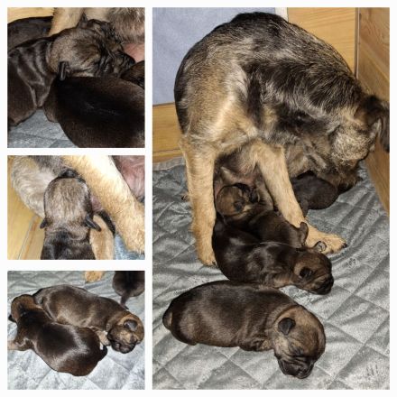 Wir haben Border Terrier Welpen