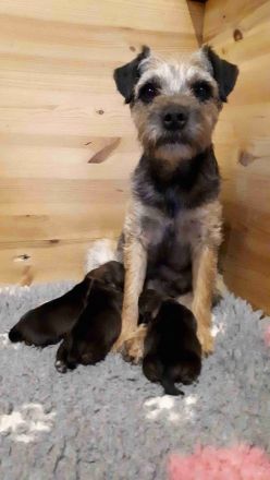 Wir haben Border Terrier Welpen