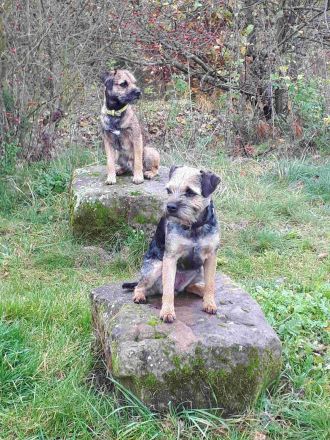 Wir haben Border Terrier Welpen