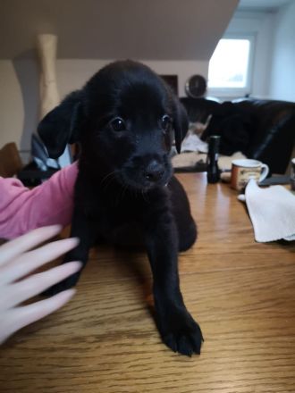 Muntere Welpen suchen ein Zuhause