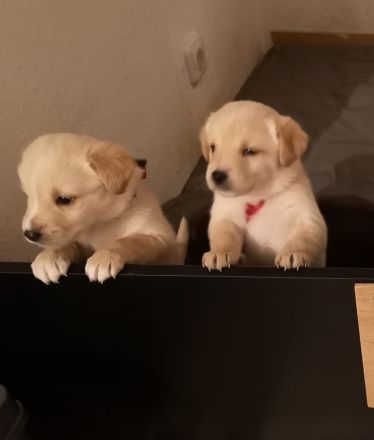 Muntere Welpen suchen ein Zuhause