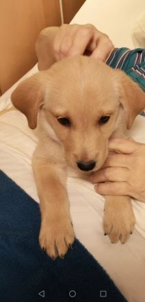 Muntere Welpen suchen ein Zuhause