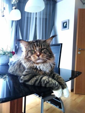 Maine Coon Reinrassig