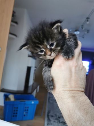 Maine Coon Reinrassig