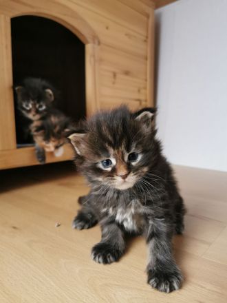 Maine Coon Reinrassig