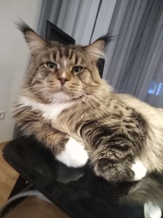 Maine Coon Reinrassig