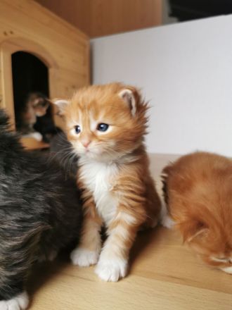 Maine Coon Reinrassig