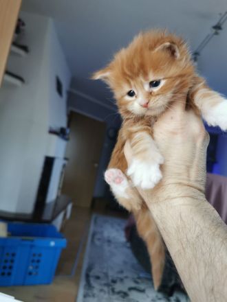 Maine Coon Reinrassig