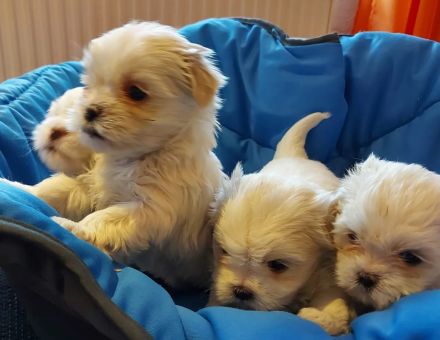 Shih-Tzu -Malteser Welpen