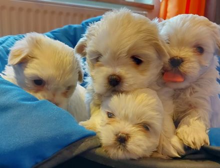 Shih-Tzu -Malteser Welpen