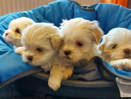 Shih-Tzu -Malteser Welpen