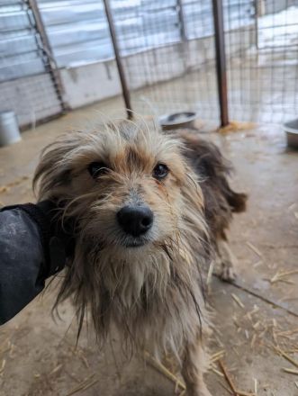 Buddy sucht ein eigenes Körbchen
