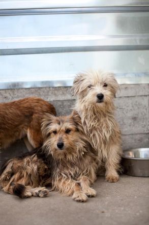 Buddy sucht ein eigenes Körbchen
