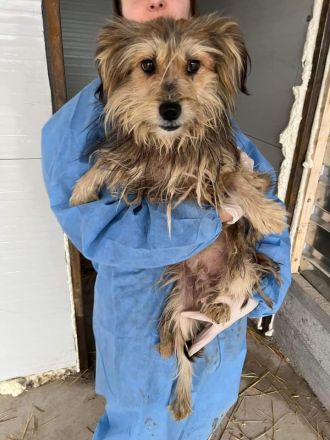 Buddy sucht ein eigenes Körbchen