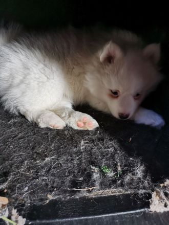 Pomsky Welpen - weiße Bärchen