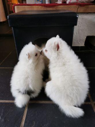Pomsky Welpen - weiße Bärchen