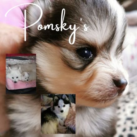 Pomsky Welpen - weiße Bärchen