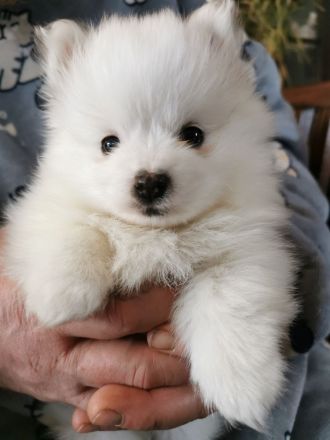 Pomsky Welpen - weiße Bärchen